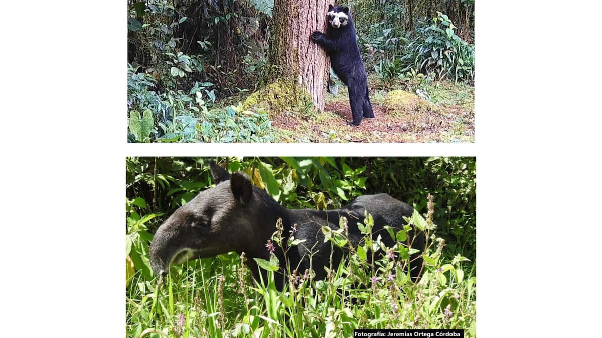 Todo listo para el VIII Octavo Festival de Oso y Danta en el Huila