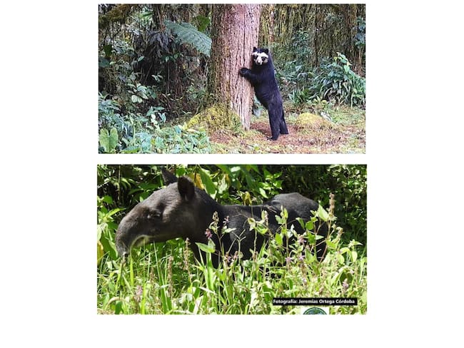 se contará con la participación de miembros del grupo especialista de osos.