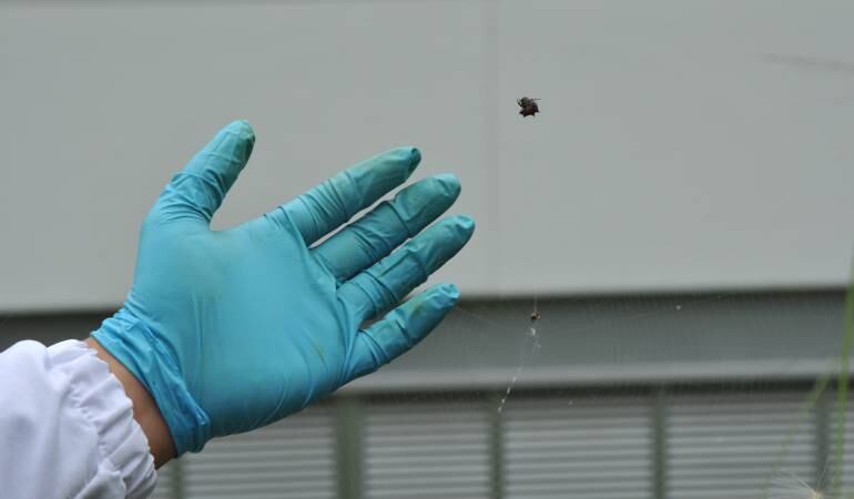 Analizan los beneficios de las telarañas 