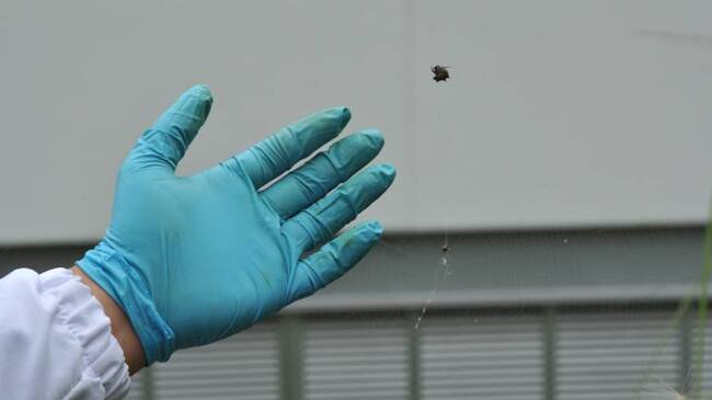 Analizan los beneficios de las telarañas