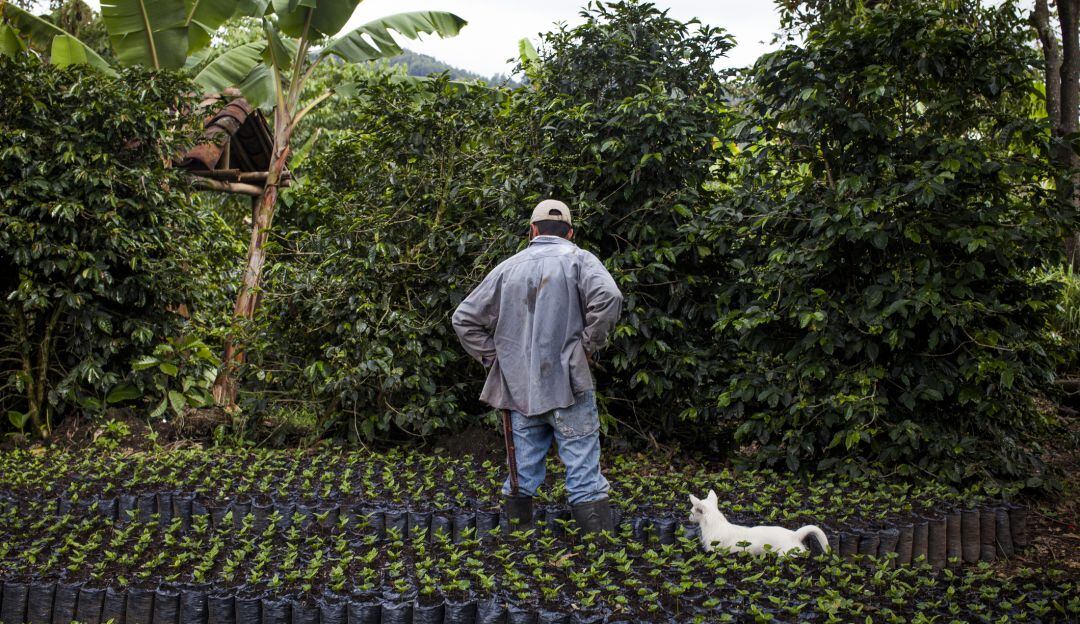 Trabajo agrícola en Colombia