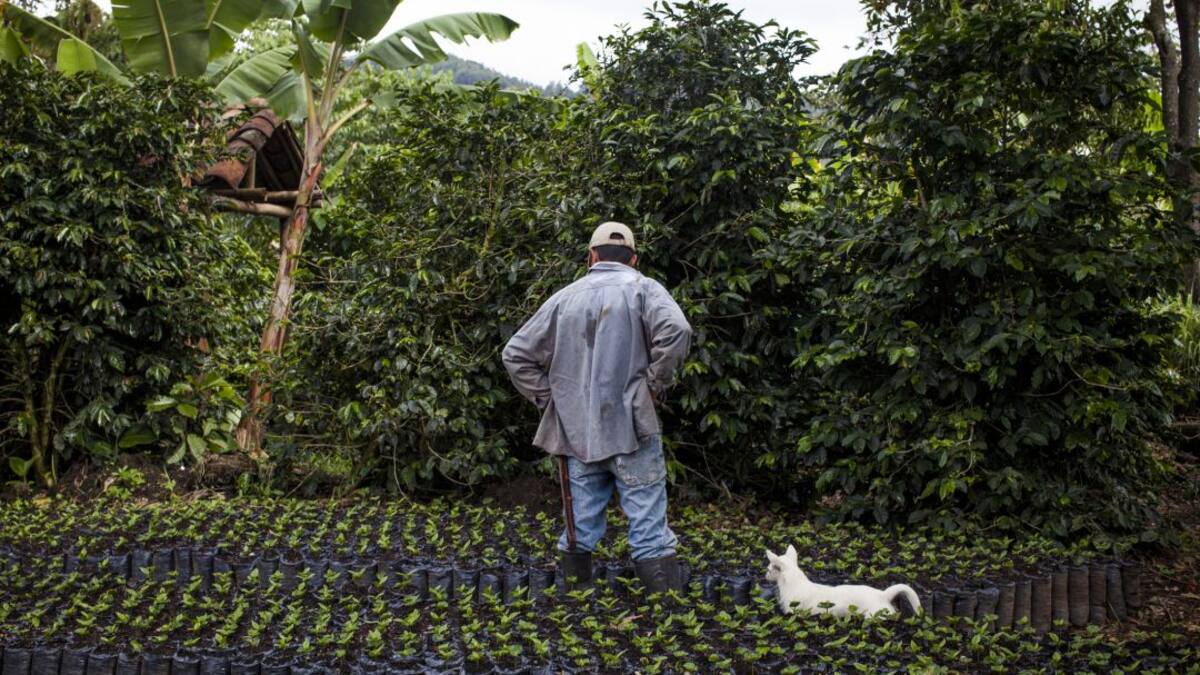 UPRA: Pese a las dificultades, el agro colombiano mantuvo su producción