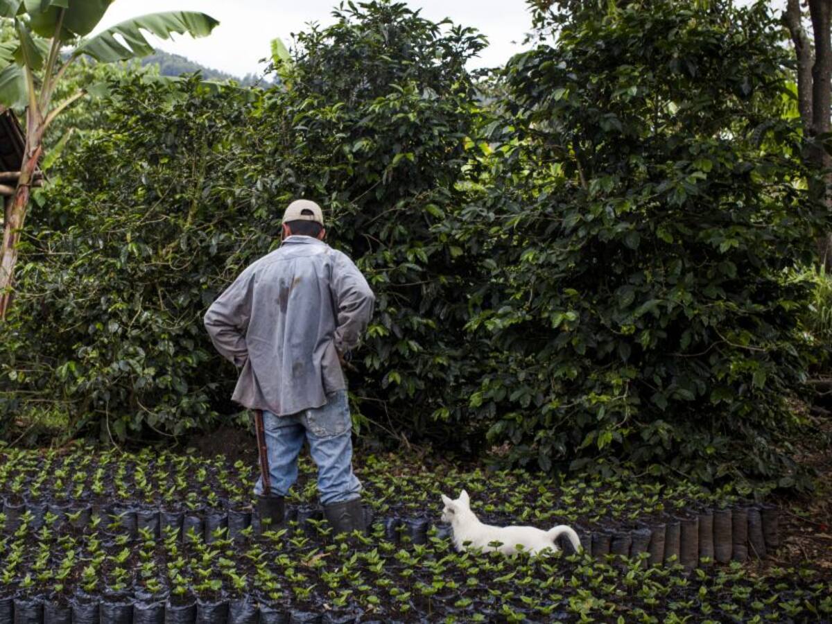 UPRA: Pese a las dificultades, el agro colombiano mantuvo su producción