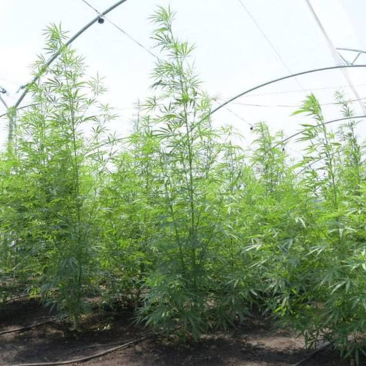 Proponen crear la primera empresa social del estado de venta de cannabis no recreacional
