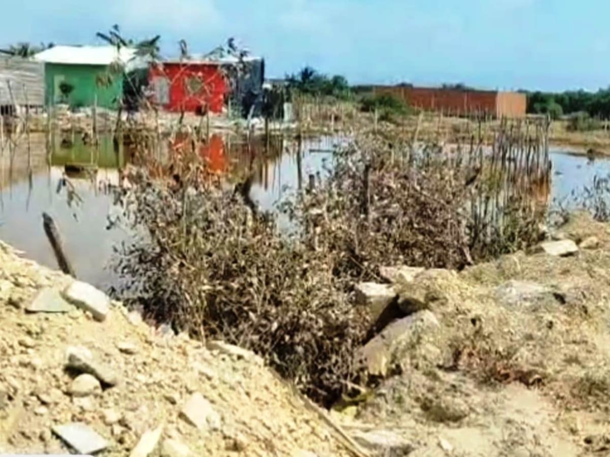 Guardia Ambiental descubre otro extenso relleno y tala ilegal de manglar en la Ciénaga de la Virgen