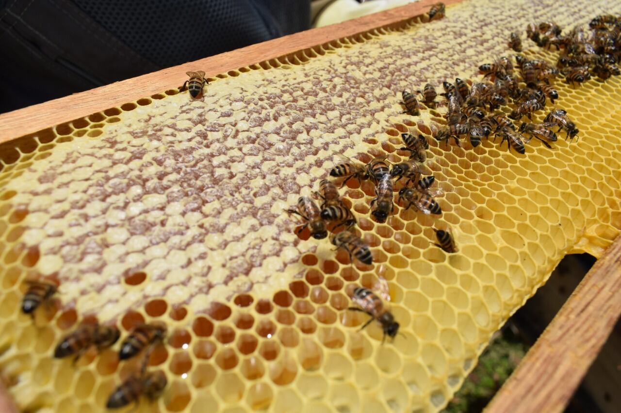 18 apicultores del Huila han sido beneficiados por esta entrega.