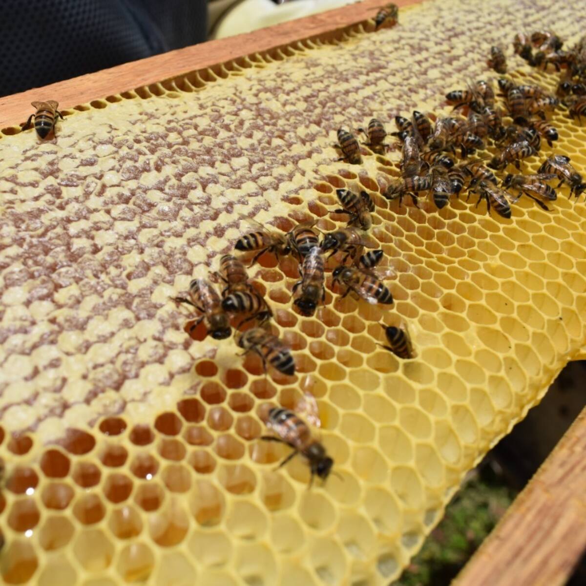 180 hectáreas para la reproducción de abejas ha entregado ENEL en el Huila