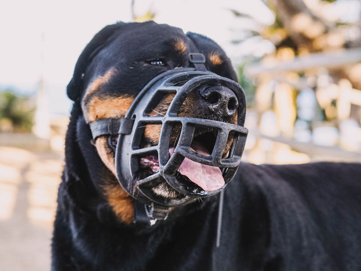 ¿Qué perros están obligados a llevar bozal en Colombia 2026? Lista oficial y ley que lo regula