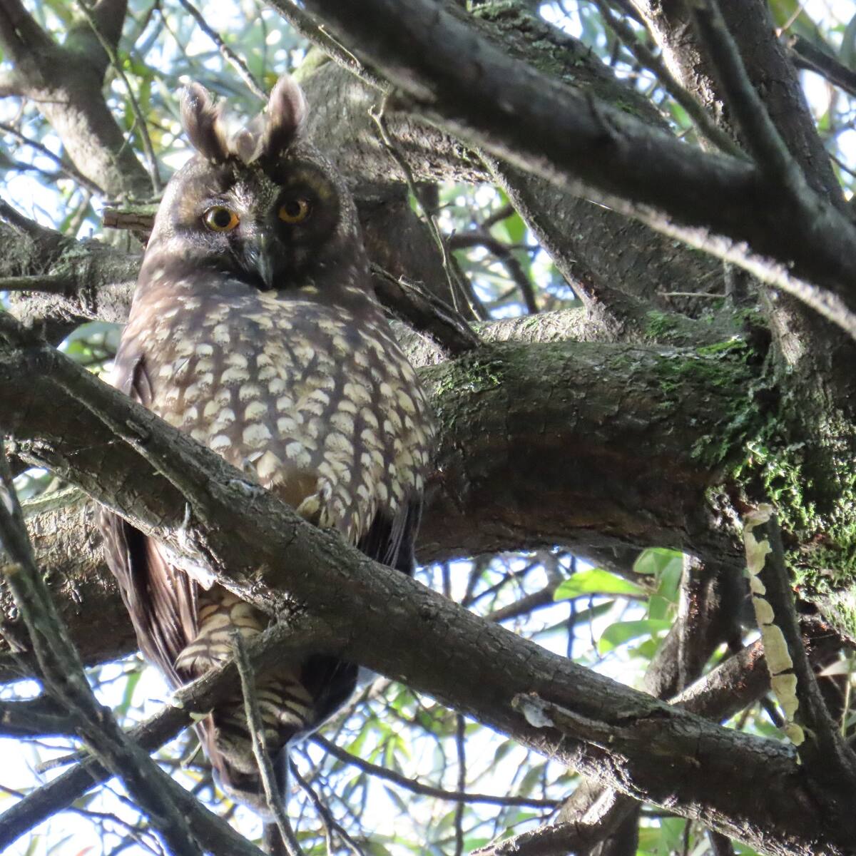 Captado en un humedal de Bogotá, por primera vez, el apareamiento del búho negruzco, rara especie