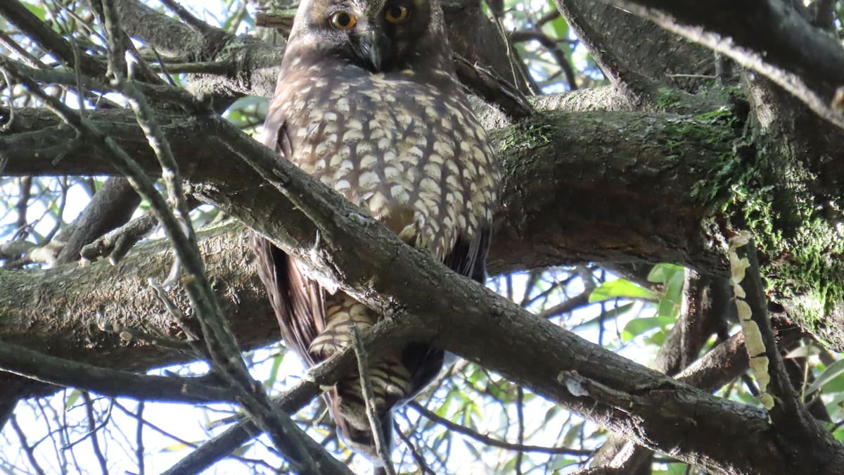 Captado en un humedal de Bogotá, por primera vez, el apareamiento del búho negruzco, rara especie