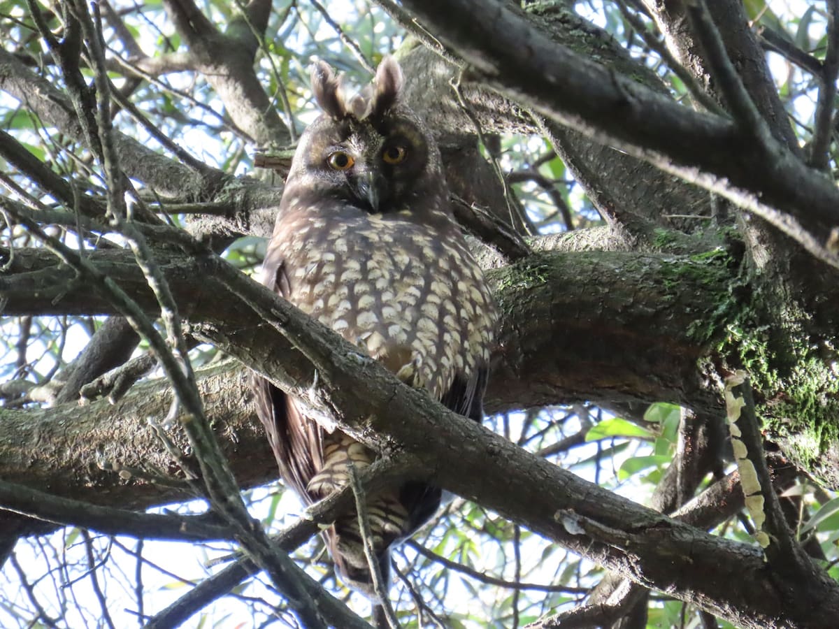 Captado en un humedal de Bogotá, por primera vez, el apareamiento del búho negruzco, rara especie
