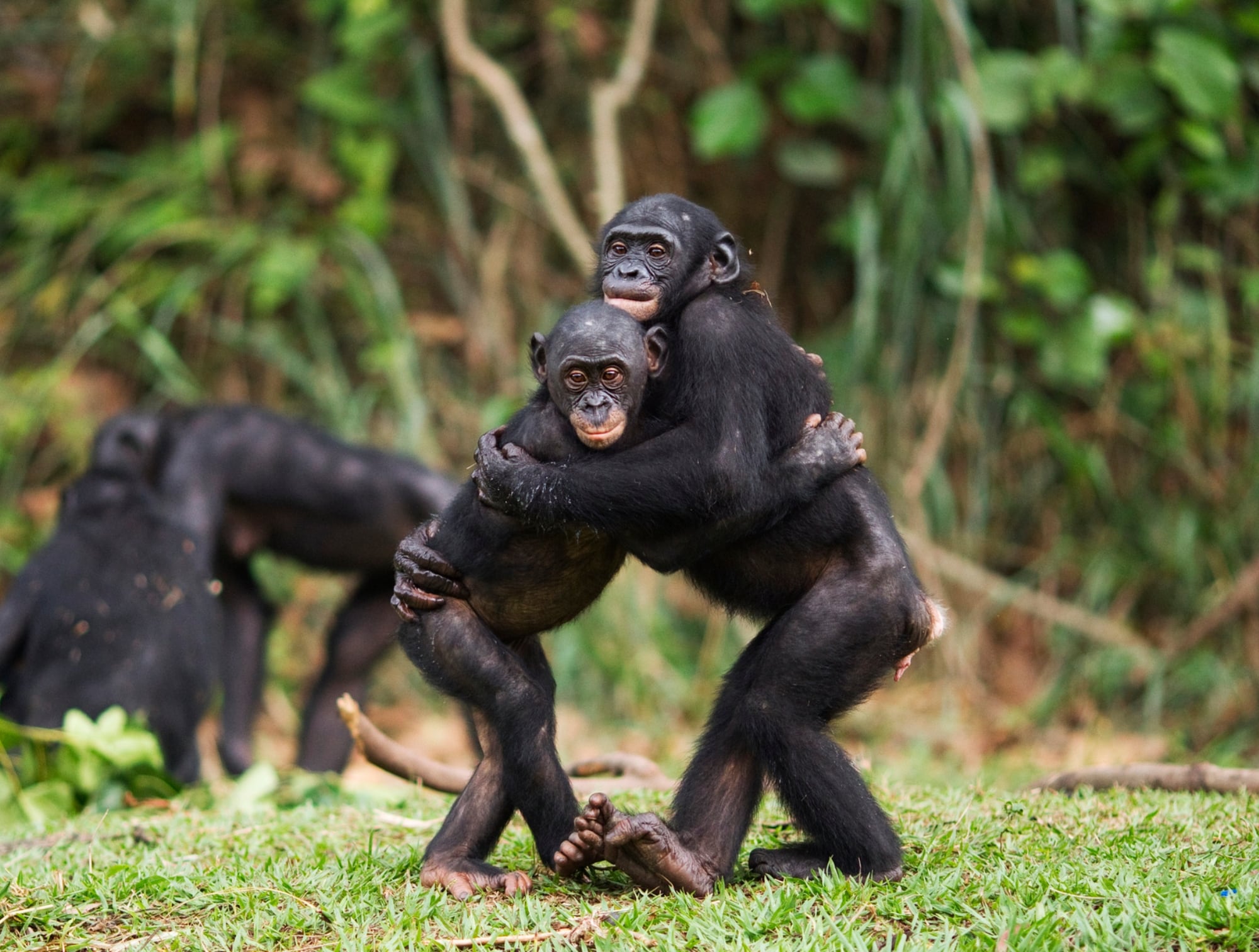 Primates conviviendo dentro de su manada. Foto: Getty Images.