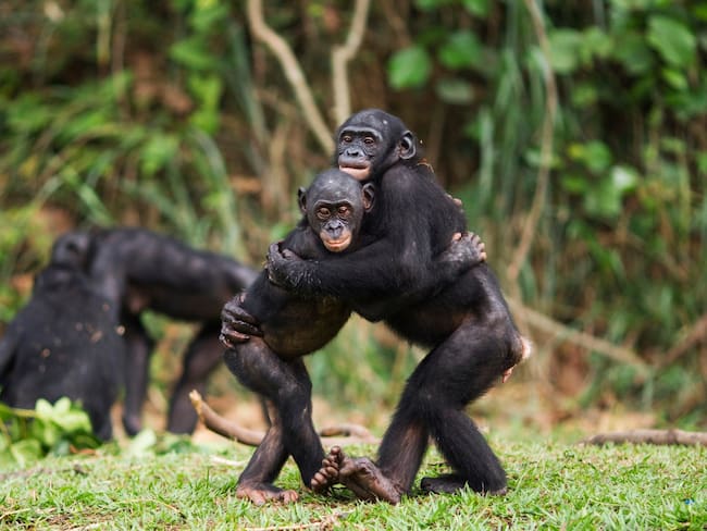 Primates conviviendo dentro de su manada. Foto: Getty Images.