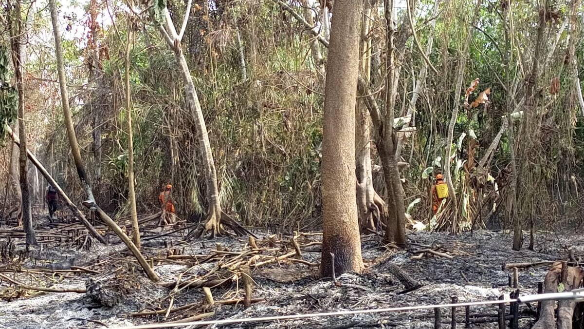 Recolección de miel de abejas silvestres sería la causa de incendios en Puerto Wilches