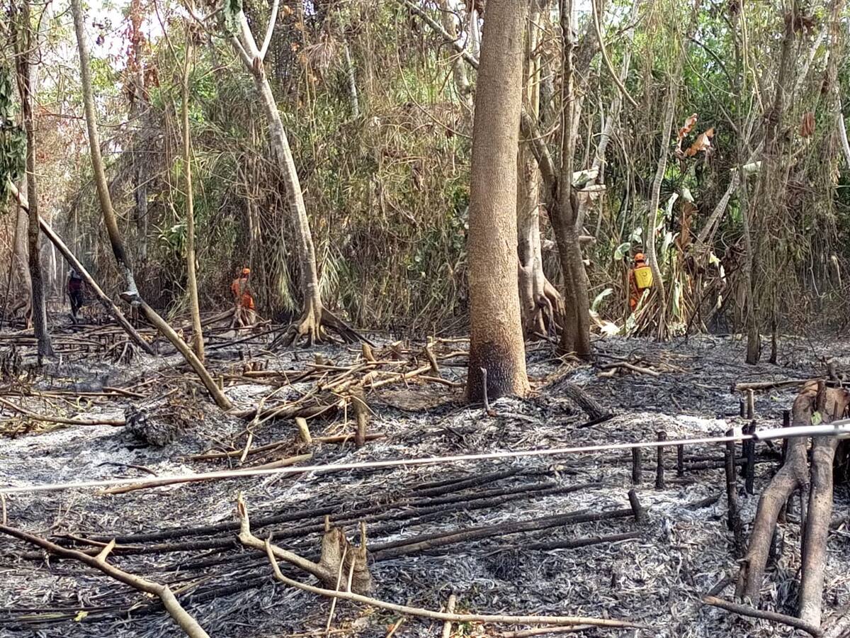Recolección de miel de abejas silvestres sería la causa de incendios en Puerto Wilches