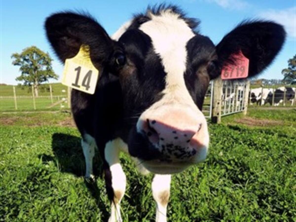 Daisy, una vaca clonada, podría producir leche antialérgica