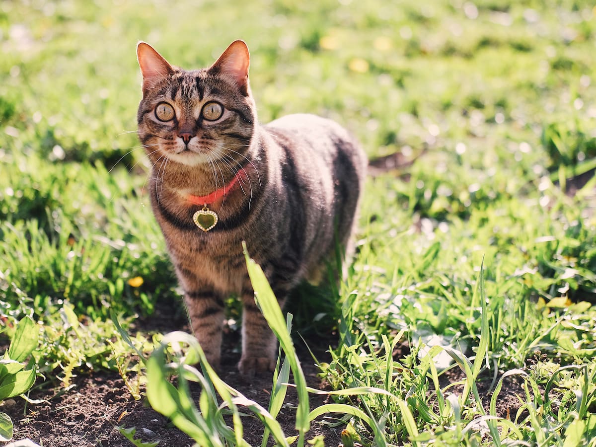 En qué casos alarmarse si un gato vomita y qué hacer