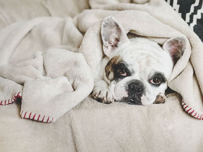 Perro enfermo, imagen de referencia // Getty Images