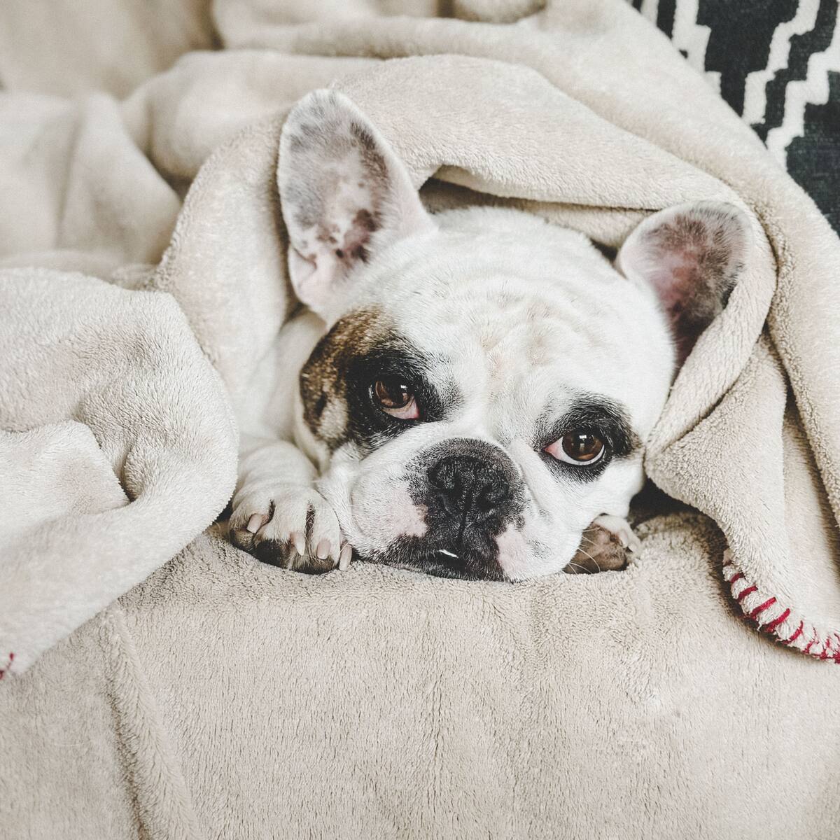 ¿Cómo se manifiesta el moquillo en los perros? Así debe tratarla y prevenir esta infección