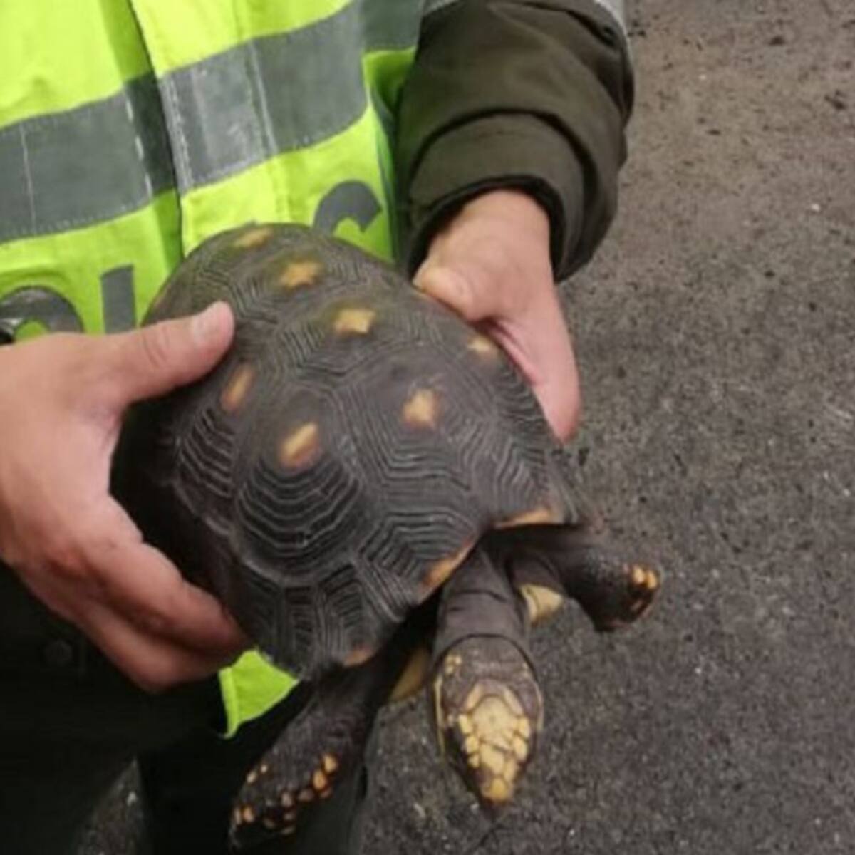 Tortuga rescatada por camionero en Santander, se recupera en Panachi