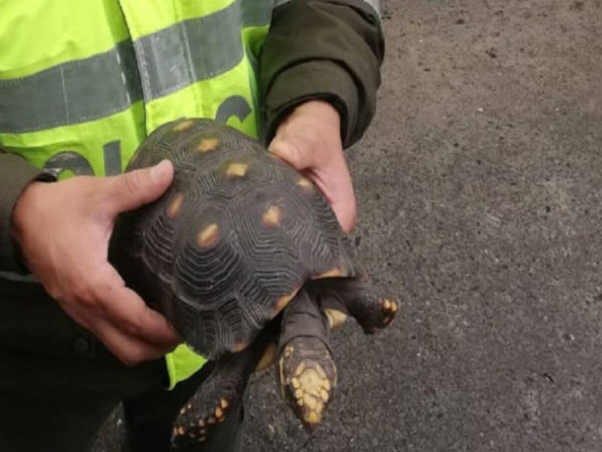 Tortuga rescatada por camionero en Santander, se recupera en Panachi