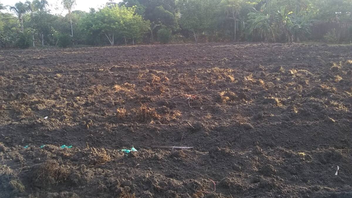 El agro en los Montes de María, muy afectados por la falta de lluvias