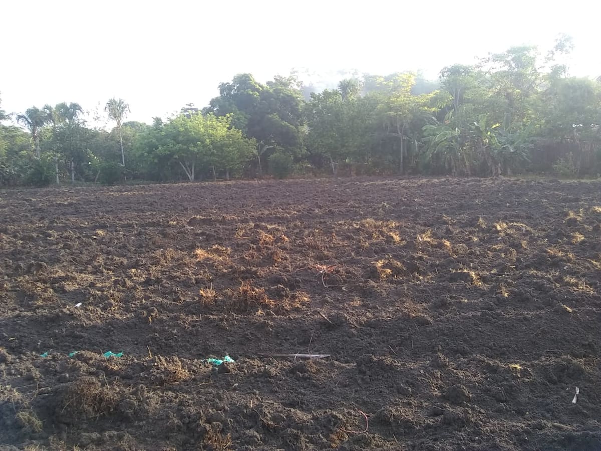 Inesperada sequía comienza a afectar a los campesinos de Flor del Monte, en Sucre