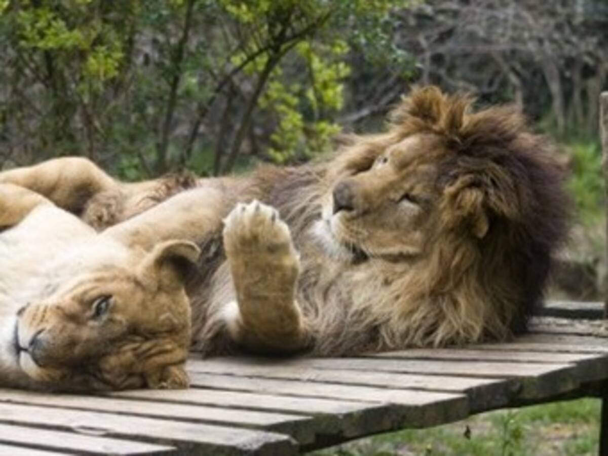 Dos leones de un circo serán donados a zoológico de Boyacá