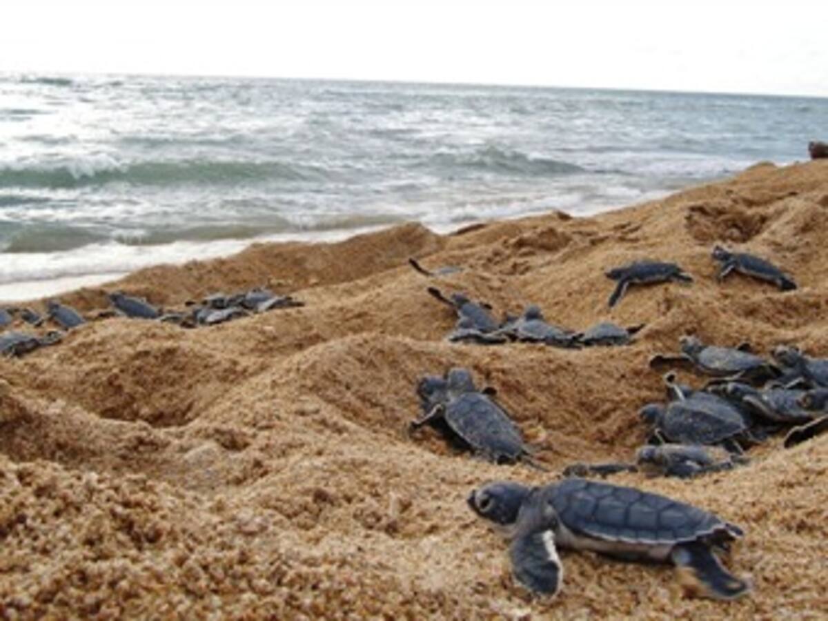 Petrobras ayuda a la conservación de tortugas marinas en Colombia