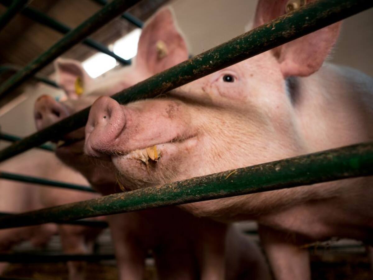 Porcicultores en Cartagena se toman las subastas virtuales