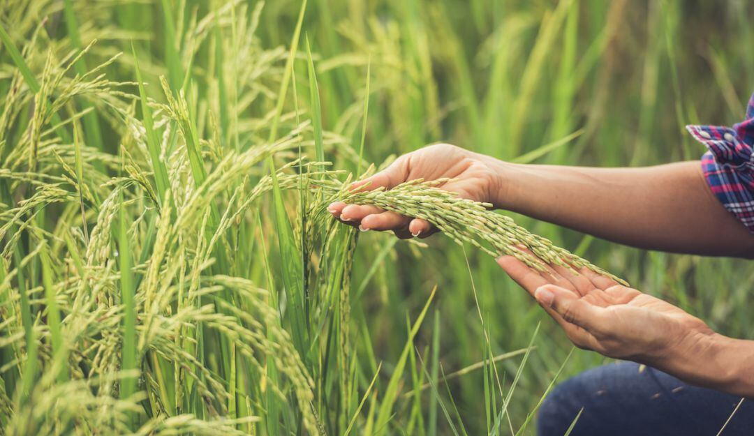 Crítico es el panorama de cerca de 2600 arroceros en el Huila a raíz del invierno atípico que afronta esta región.