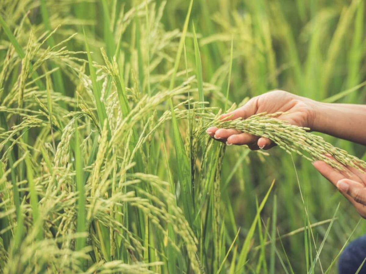 Arroceros del Huila trabajan a perdidas