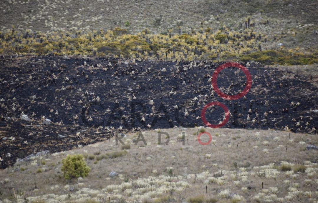 Incendio afecta frailejones en el páramo Pan de Azúcar de Duitama / Cortesía: Julián Barbosa