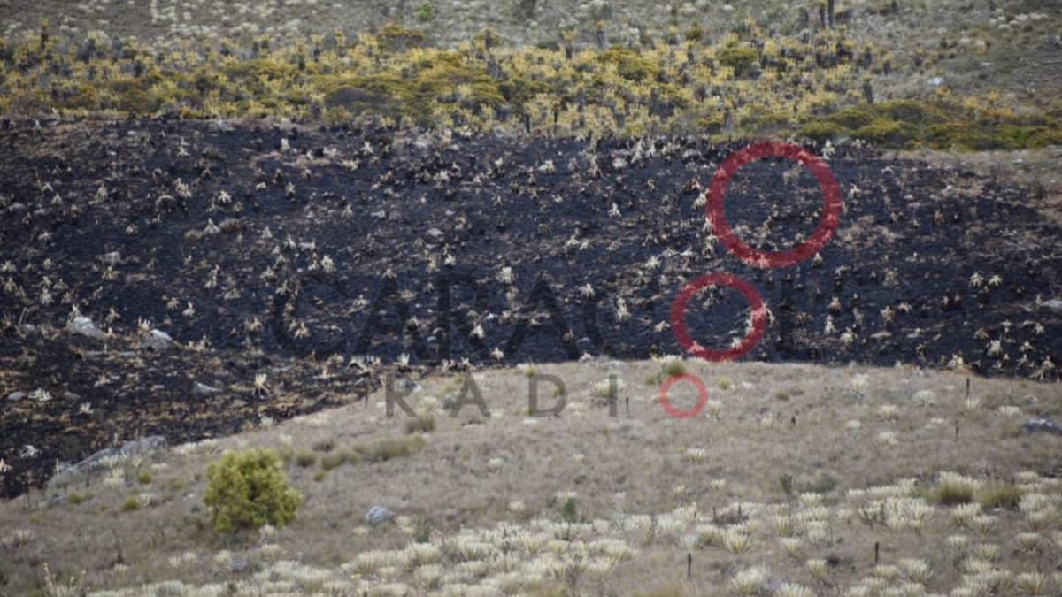 Más de 5000 frailejones fueron consumidos por un incendio en páramo de Duitama