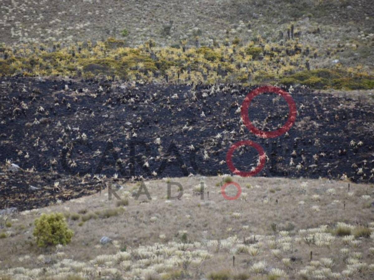 Más de 5000 frailejones fueron consumidos por un incendio en páramo de Duitama
