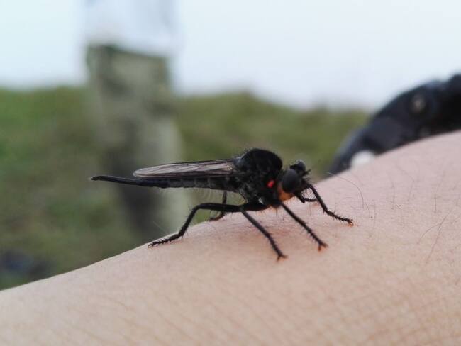 El 80% del territorio colombiano tiene el mosquito transmisor del dengue