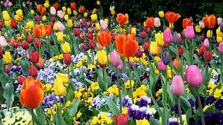 Flores y chocolates, lo que más se regalará durante el Día de Amor y Amistad en Quindío