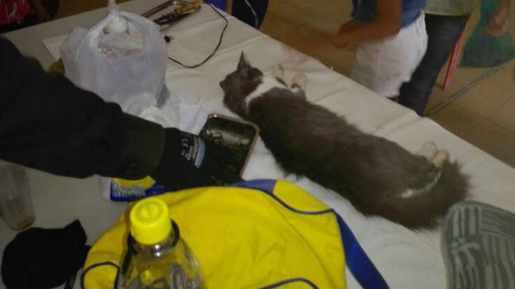 En Armenia, el 70% de las clínicas veterinarias cumplen con las normas sanitarias y ambientales