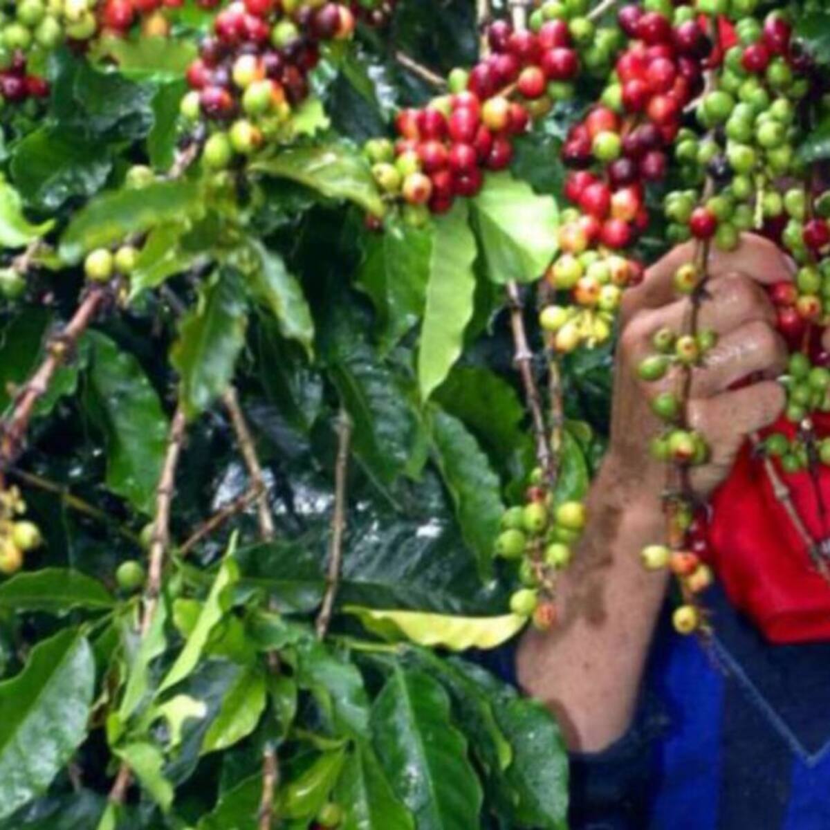 Posible déficit de recolectores en la primera cosecha cafetera de Risaralda