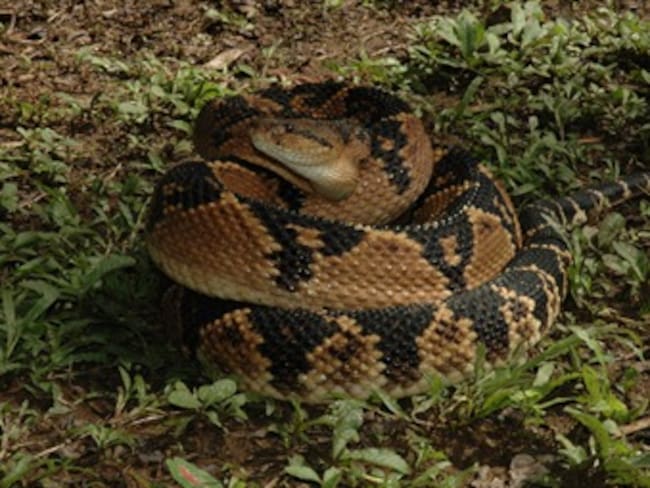 Por primera vez en Colombia, una víbora verrugosa pone huevos en cautiverio