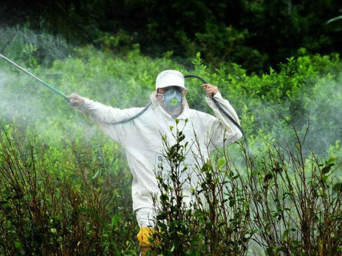 En Nariño rechazan uso de glifosato en erradicación de coca