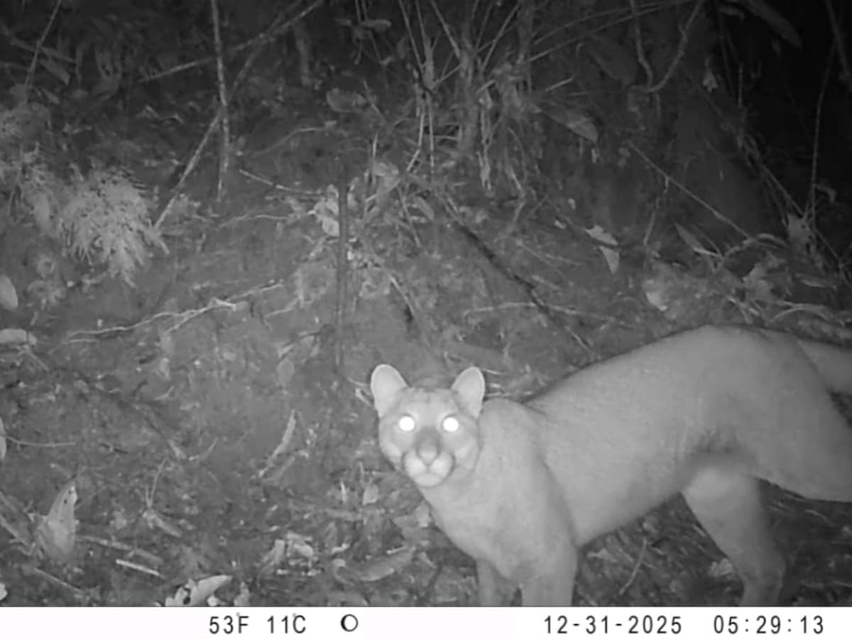 Con cámaras trampa avistan por primera vez a un puma en el sur del Tolima