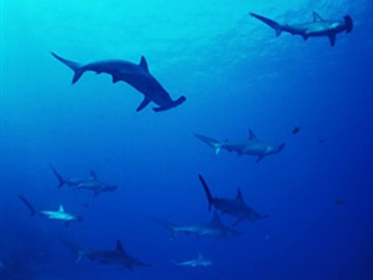 Detienen barco ecuatoriano con 300 kilos de tiburón en el Pacífico colombiano