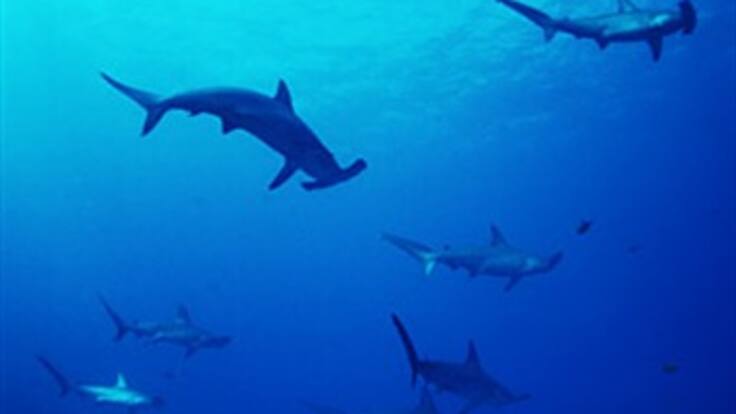 Detienen barco ecuatoriano con 300 kilos de tiburón en el Pacífico colombiano