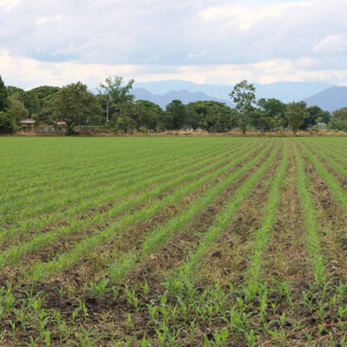 Antioquia inaugura centro agroindustrial para producir maíz