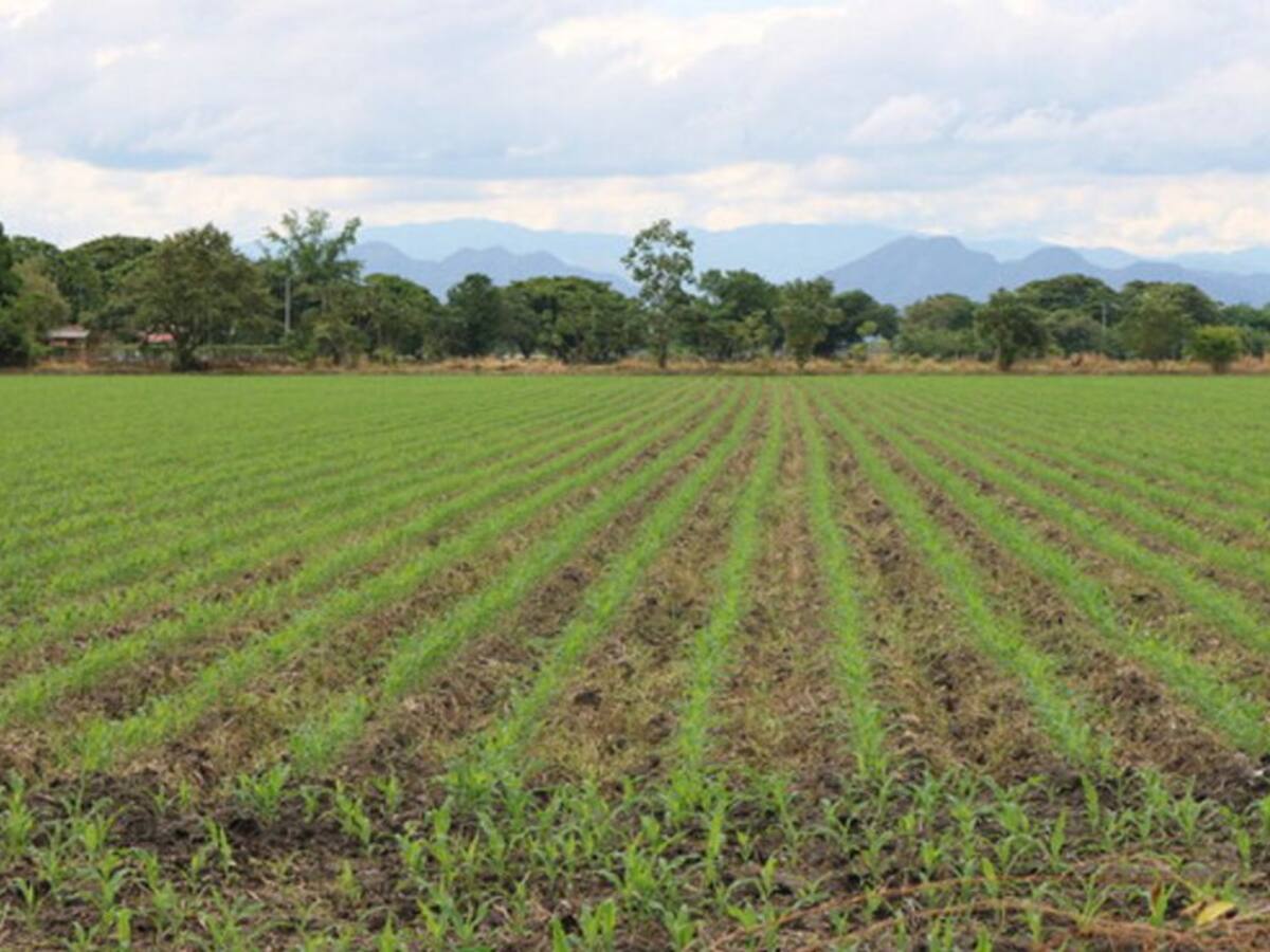Antioquia inaugura centro agroindustrial para producir maíz