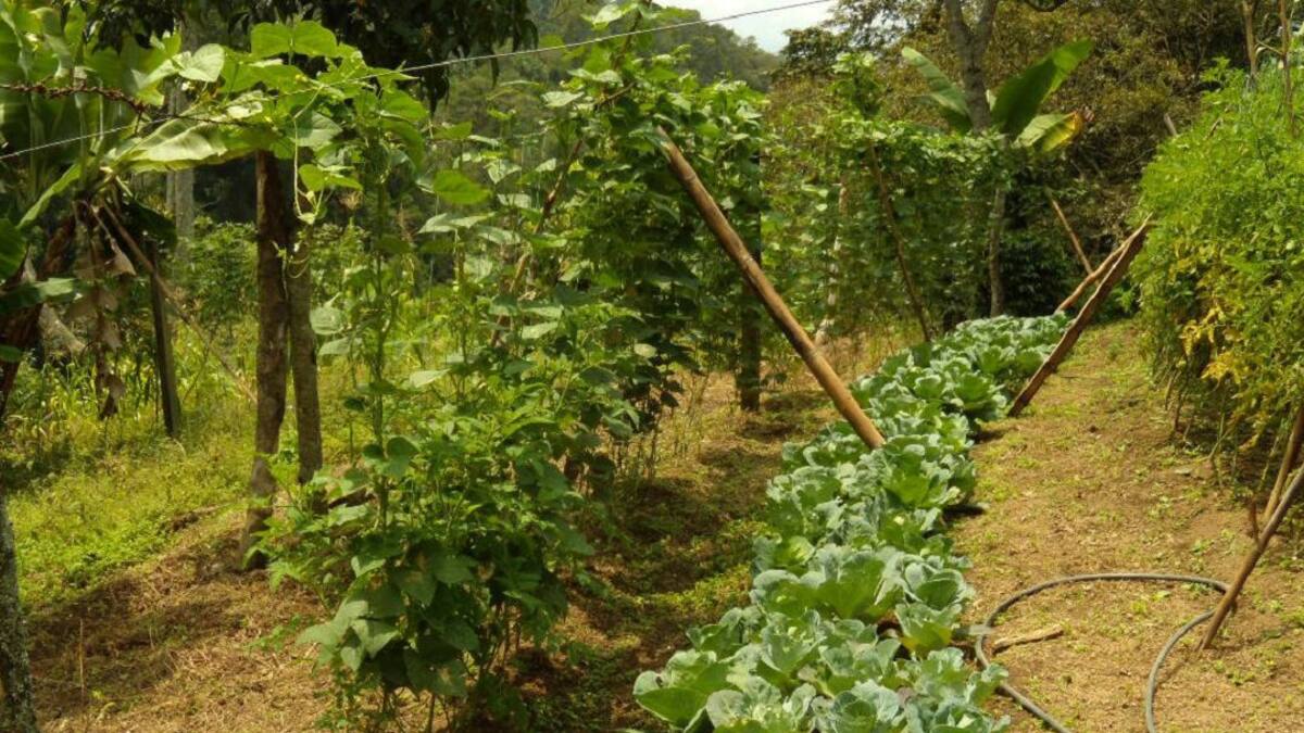 Agroturismo entre especies nativas, una opción en Cundinamarca