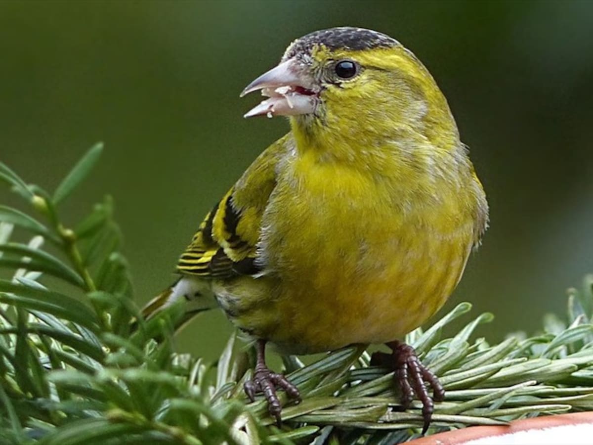 La pólvora: una amenaza mortal para la fauna silvestre en fiestas decembrinas