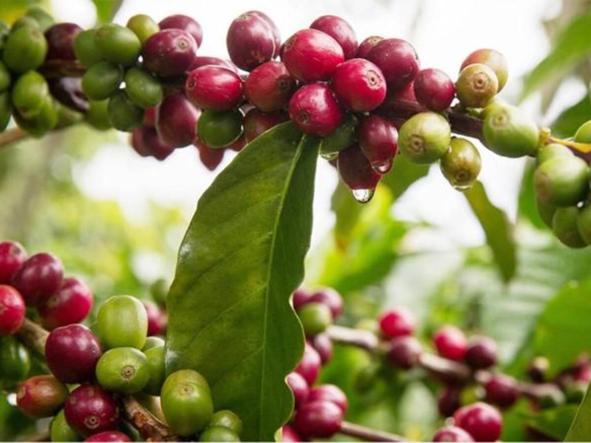 Desarrollo urbanístico en Pereira genera disminución en cultivos de café