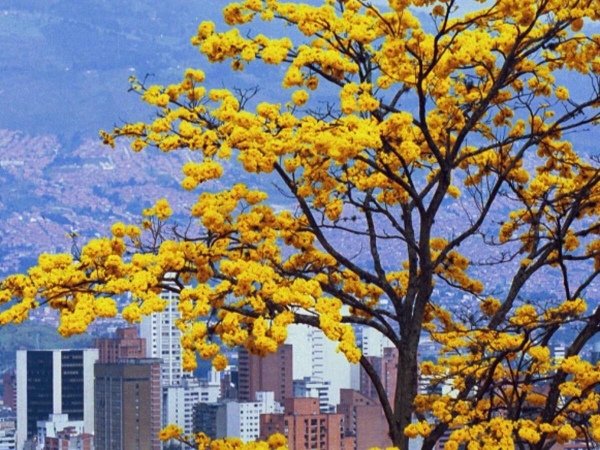 1.000 árboles de especies nativas serán sembrados en la U. Nacional